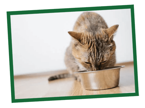 A small orange tabby kitten sits on a light wooden surface with a green background.