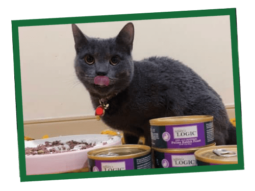 A black cat sits beside bowls of cat food and a purple can on a light surface.