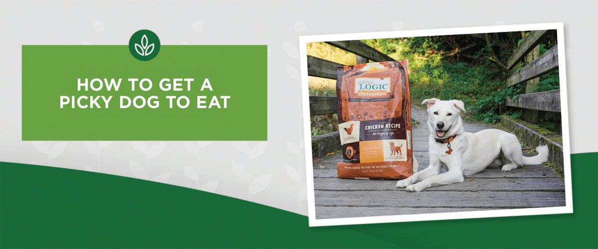 NL_Blog-Image_Header_PickyDog_1200x500 how to get a picky dog to eat