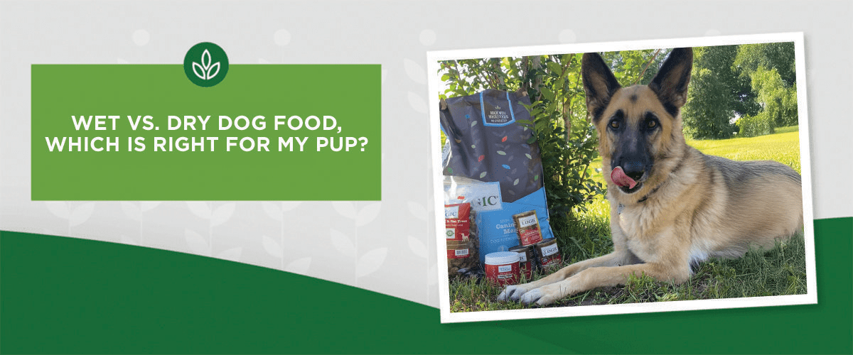 NL_Blog-Image_Header_WetVDry_Dog Promotional graphic about wet versus dry dog food, featuring a German Shepherd lying on grass beside bags of dog food.