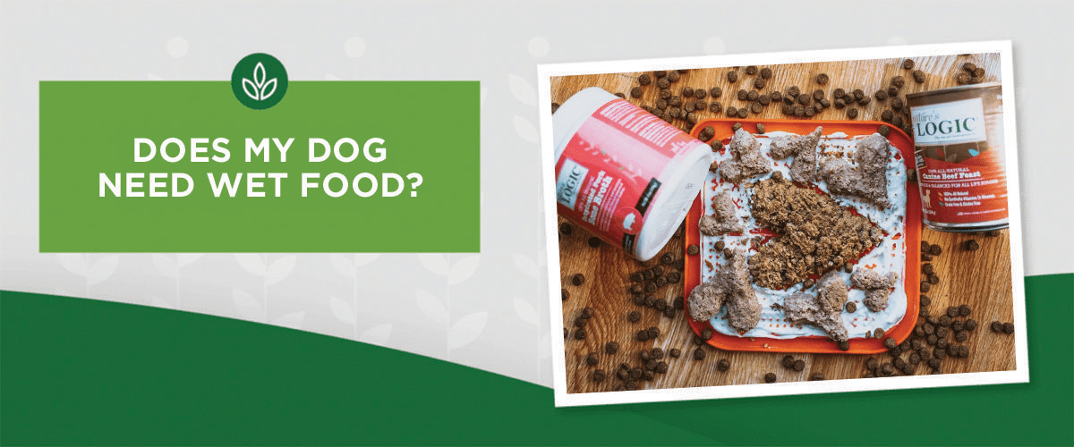 NL_Blog-Image_Header_WhyWetFood_Dog_1200x500 does my dog need wet food