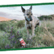 A dog standing in a grassy field with purple wildflowers and a clear blue sky.
