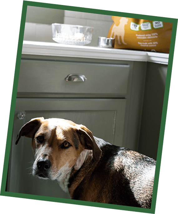 bowl-dog Small brown and white dog standing near a green wall and a gray trash can, looking at the camera.