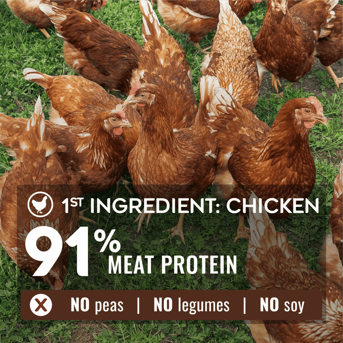 Brown chickens on green grass with an overlay infographic stating 1st ingredient: chicken and 91% meat protein, and no peas, legumes, or soy.