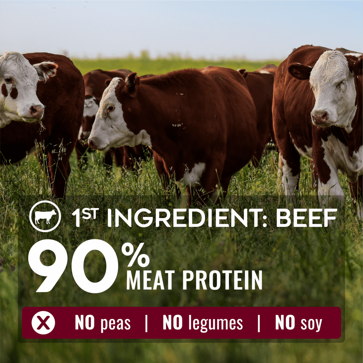 A herd of brown and white cows grazing in a field with a bold overlay stating 1st ingredient: beef, 90% meat protein, and no peas, legumes, or soy.