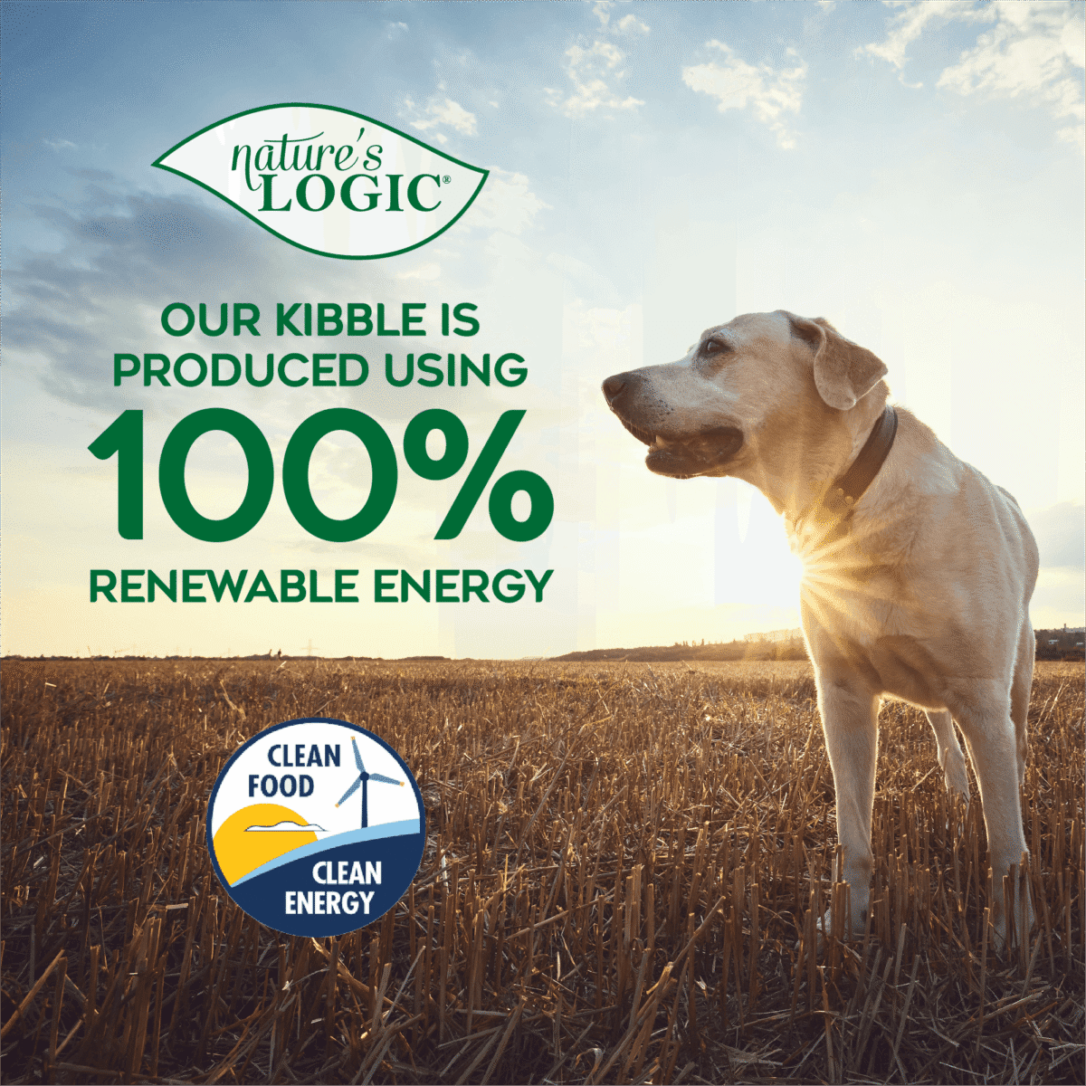 A dog stands in a sunlit field at sunset beside the Nature’s Logic logo and bold text promoting 100% renewable-energy kibble.