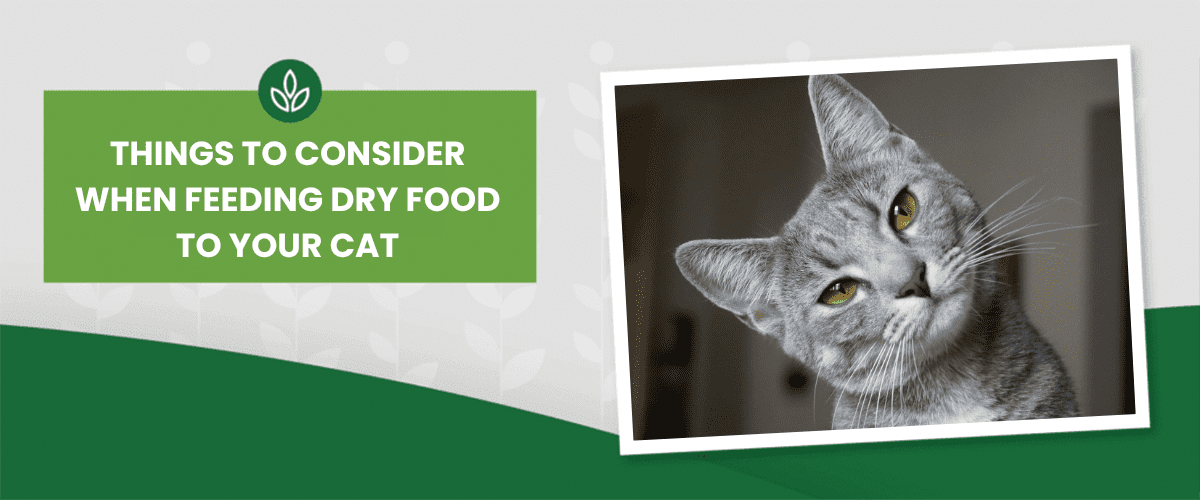 Cat_ConsiderWhenFeedingDryFood Graphic showing a green panel with the text "Things to Consider When Feeding Dry Food to Your Cat" next to a tilted photo of a gray cat.