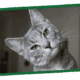 Gray domestic cat looking to the left with a curious expression.