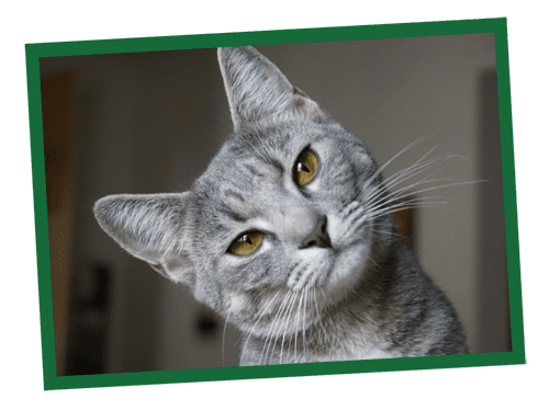 Gray domestic cat looking to the left with a curious expression.