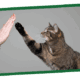 A cat reaching up to touch a human hand.
