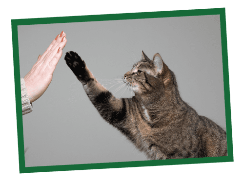 A cat reaching up to touch a human hand.