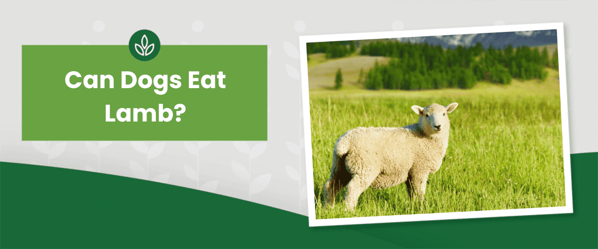 Can Dogs Eat Lamb Banner with the question "Can Dogs Eat Lamb?" and a framed photo of a lamb standing in a grassy field.