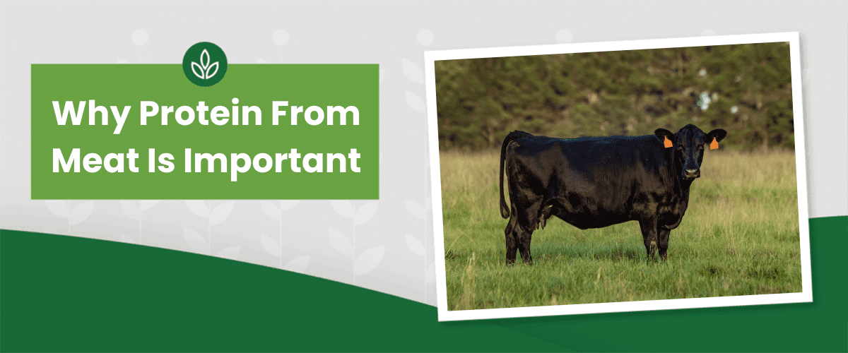Why Meat Protein is Important A green banner on the left reads "Why Protein From Meat Is Important" beside a framed photo of a black cow in a grassy field.