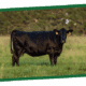 A dark brown cow standing in a grassy field.