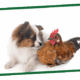 A fluffy white and brown dog sits beside a brown chicken on a green surface.