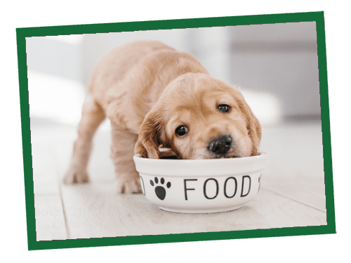 A small light-brown puppy sniffing a white bowl labeled FOOD.