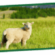 A fluffy white sheep stands in a green field with a fence and distant hills.