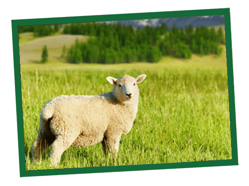 A fluffy white sheep stands in a green field with a fence and distant hills.