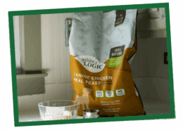 why feed dogs high protein dog food