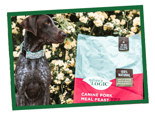 dog-pork-ftd can dogs eat pork