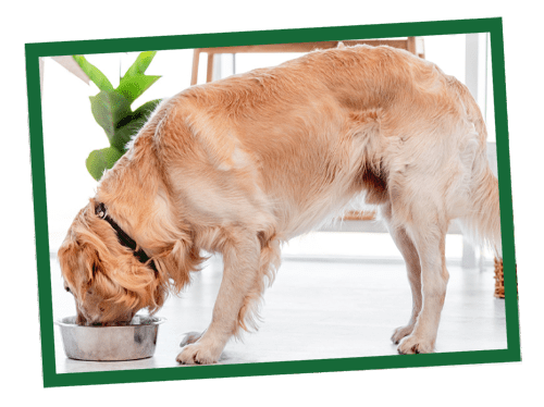 how much should i feed my dog