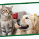 tips to make your pet happy