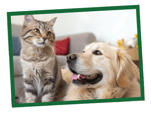 tips to make your pet happy
