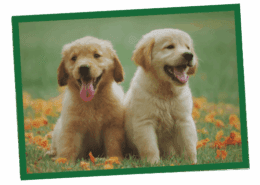 Two fluffy golden retriever puppies standing in a grassy yard.