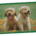 Two fluffy golden retriever puppies standing in a grassy yard.