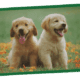 Two fluffy golden retriever puppies standing in a grassy yard.
