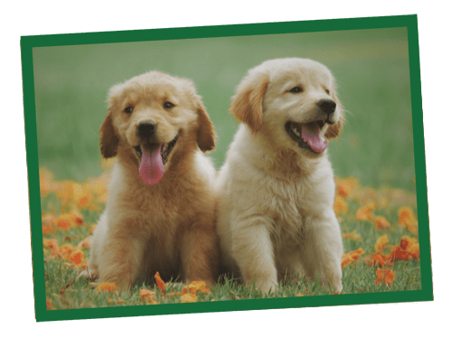 Two fluffy golden retriever puppies standing in a grassy yard.